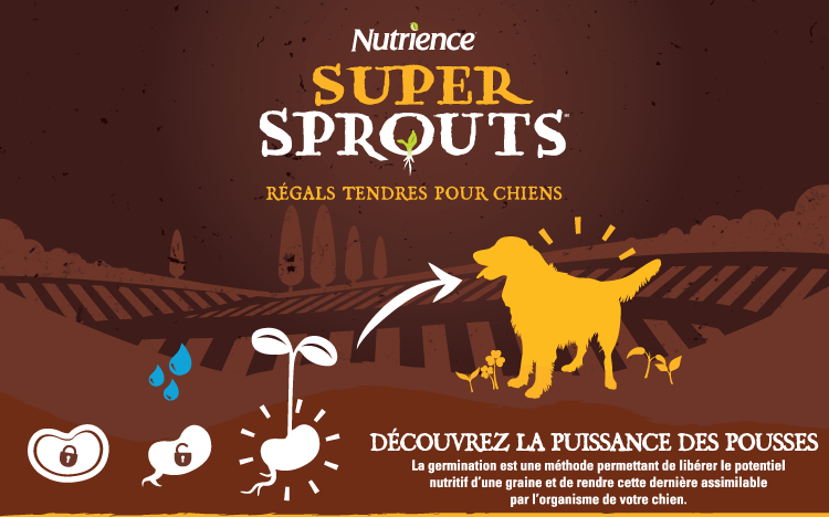 Nutrience Super Sprouts : Décourvrez la puissance des pousses. La germination est une méthode permettant de libérer le potentiel nutritif d'une graine et de rendre cette dernière assimilable par l'organisme de votre chien.