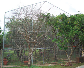 Feeding stations in the pre-release flights are located very high so that birds learn to find food up high in the trees.