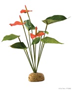 Plante tropicale Exo Terra, anthurium en buisson 