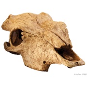 Crâne de bison Exo Terra, grand
