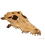 Crâne de crocodile Exo Terra 