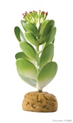 Plante désertique Exo Terra, cactus jade