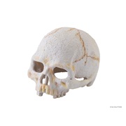 Crâne de primate Exo Terra, petit