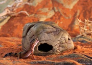 Grotte Exo Terra pour geckos, moyenne