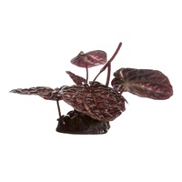 Lotus sacré rouge Fluval, petit, 10 cm (4 po), avec base