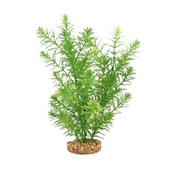 Myriophylle vert Plant Scapes Aqualife Fluval, 25,5 cm (10 po)