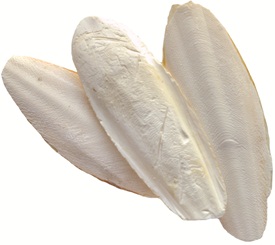 Os de seiche Living World blanchi et taillé, de 8 à 12,5 cm (de 3 à 5 po), en vrac, 11,3 kg (25 lbs)