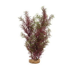 Vulpin rouge et vert Plant Scapes Aqualife Fluval, 35,5 cm (14 po)