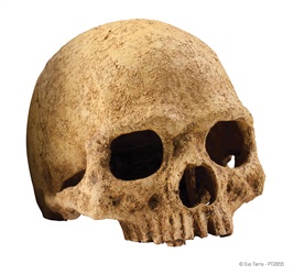 Crâne de primate Exo Terra, grand