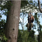 Marc-André Villeneuve grimpant un arbre (Schizolobium excelsum).